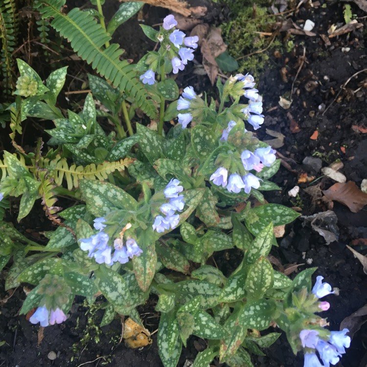 Plant image Pulmonaria 'Opal'