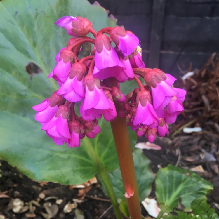 Plant image Bergenia 'Biedermeier'