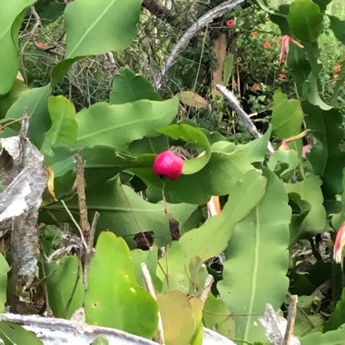 Epiphyllum oxypetalum