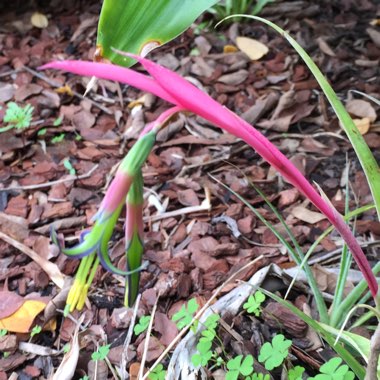 Billbergia nutans