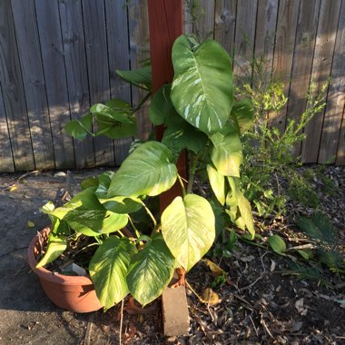 Epipremnum aureum  syn. Epipremnum pinnatum 'Aureum', Scindapsus aureus, Pothos aureus, Rhaphidophora aurea