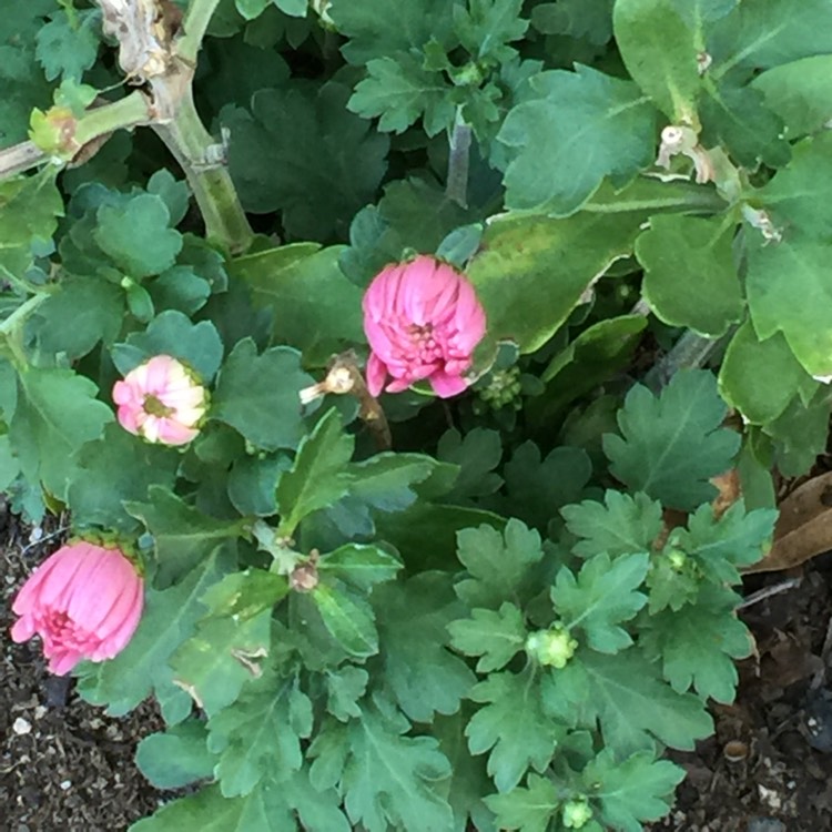 Plant image Chrysanthemum 'Crystal Pink'