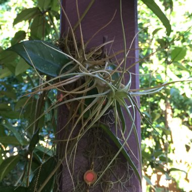 Tillandsia bergeri