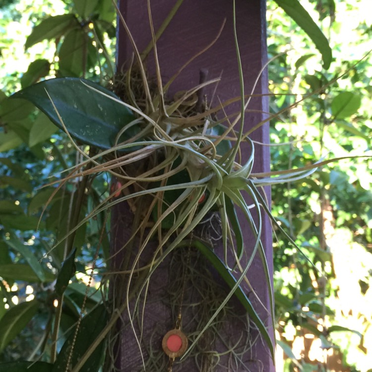 Plant image Tillandsia bergeri