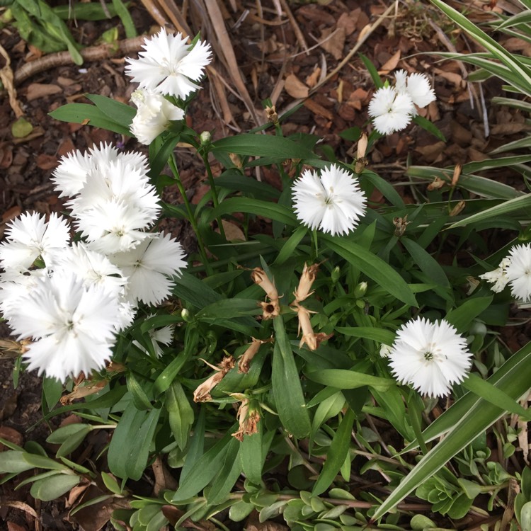 Plant image Dianthus barbatus 'Dash White'