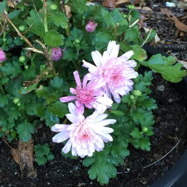 Chrysanthemum 'Crystal Pink'