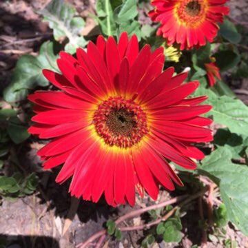 Gerbera 'Sundayz Red'