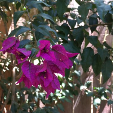 Bougainvillea Spectabilis 'Alexandra'