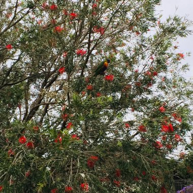 Callistemon Citrinus 'Endeavour'