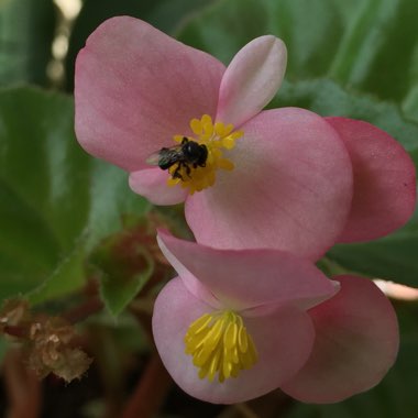 Begonia grandis 'Heron's Pirouette'