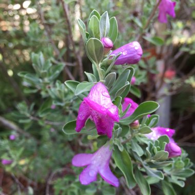 Eremophila nivea