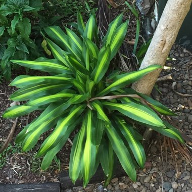 Dracaena fragrans 'Massangeana'