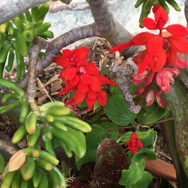 Salvia splendens 'Fireball'