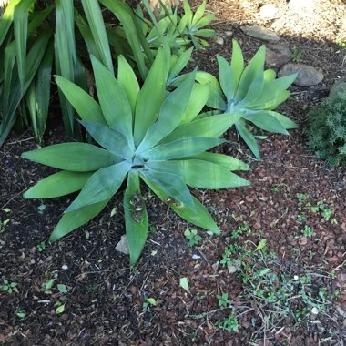 Agave attenuata