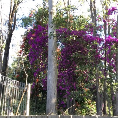 Bougainvillea