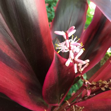 Cordyline Fruticosa 'Red Sister'