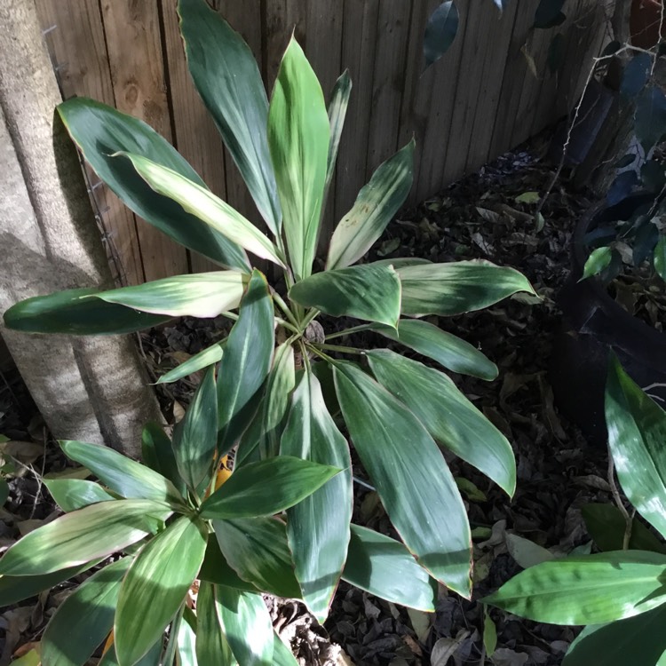 Plant image Cordyline Fruticosa 'Miss Andrea'