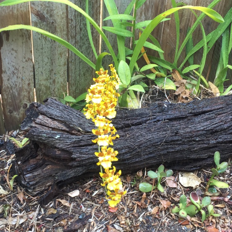 Plant image Oncidium varicosum