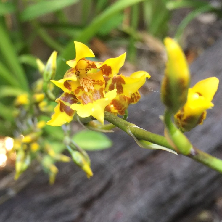 Plant image Oncidium Pacific Passage 'Handsome'