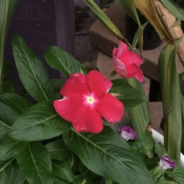 Catharanthus roseus syn. Vinca Rosea 'Grape Cooler'