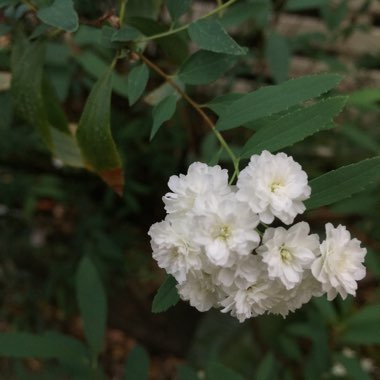 Spiraea cantoniensis 'Lanceolata'