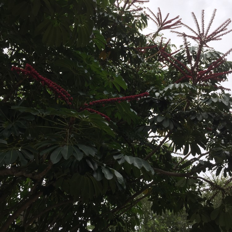 Plant image Schefflera actinophylla