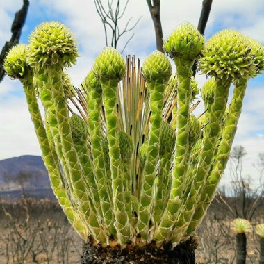 Xanthorrhoea preissii