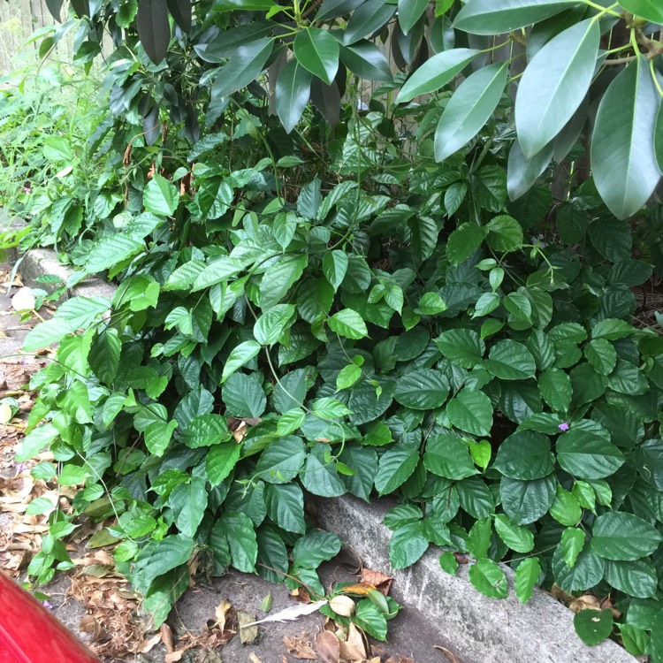 Plant image Clerodendrum splendens