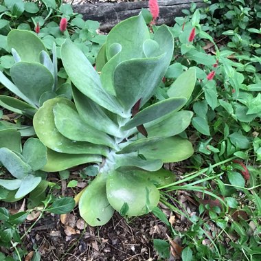 Kalanchoe luciae 'Flapjack'