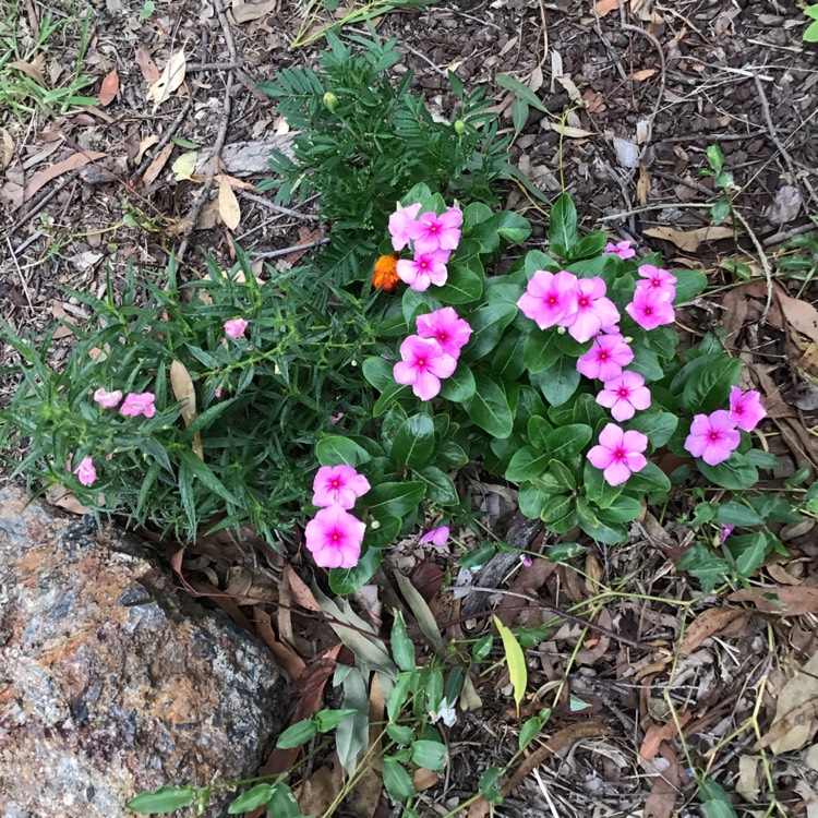 Plant image Vinca major