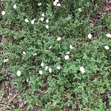 Portulaca oleracea