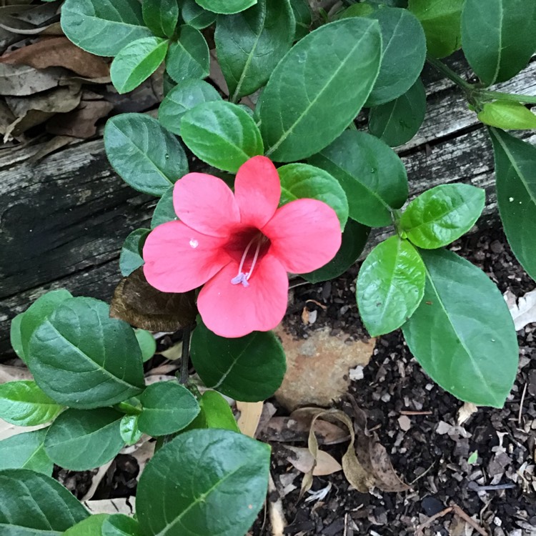 Plant image Barleria repens