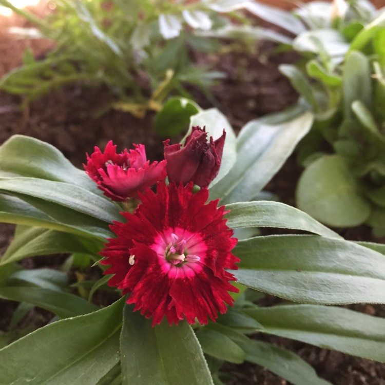 Plant image Dianthus barbatus 'Dash Crimson'