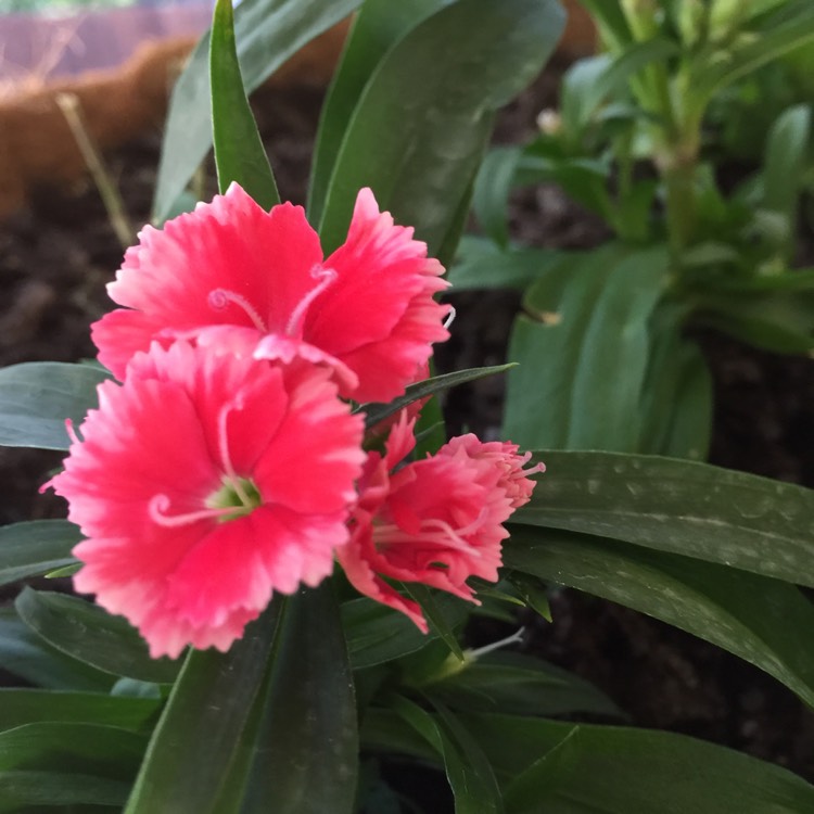 Plant image Dianthus 'Olivia Cherry' (Beauties® Series)