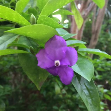 Brunfelsia grandiflora