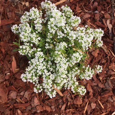 Lobularia maritima 'Carpet Of Snow'