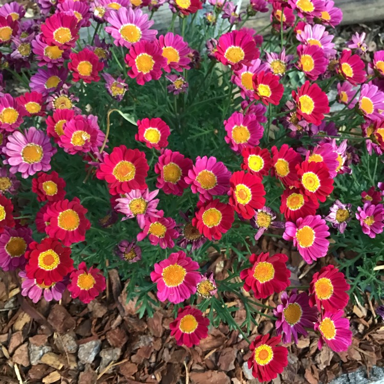 Plant image Chrysanthemum x hort. 'Ceddie Mason'