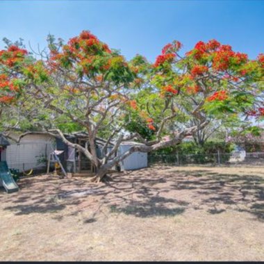 Delonix regia