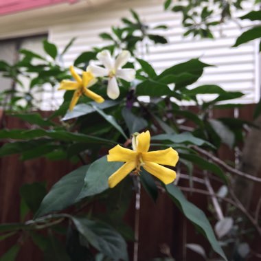 Hymenosporum flavum