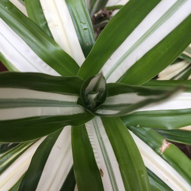 Dracaena fragrans 'Janet Craig' Compacta