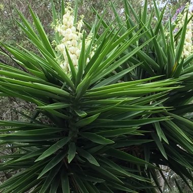 Yucca filamentosa 'Bright Edge'