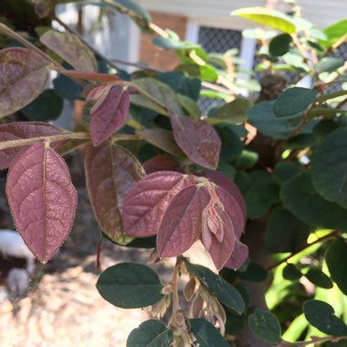 Loropetalum chinense var. rubrum 'Zhuzhou Fuchsia'