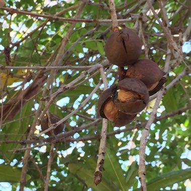 Macadamia ternifolia