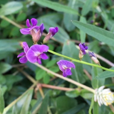 Hardenbergia comptoniana