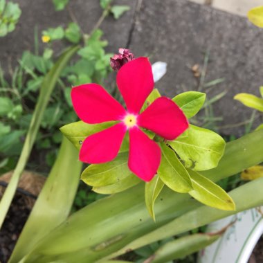 Vinca minor