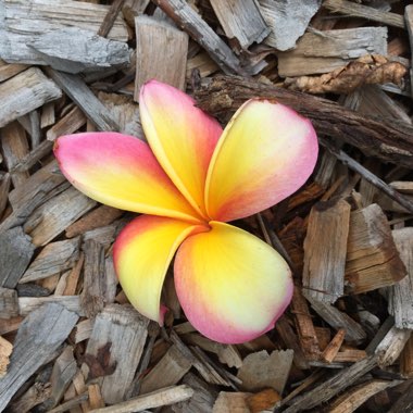 Plumeria 'Fruit Salad'