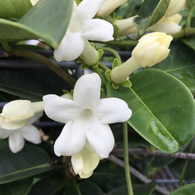 Stephanotis floribunda