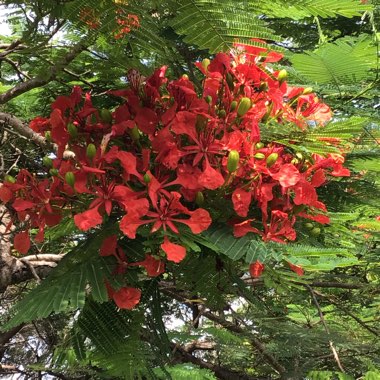 Delonix regia