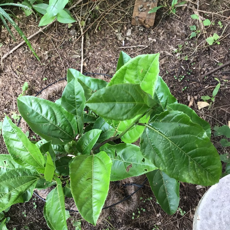 Plant image Passiflora picturata