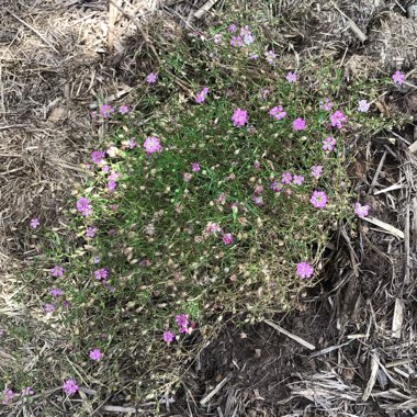 Gypsophila paniculata 'My Pink'